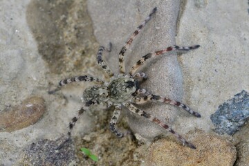 Spider lycosa hunting on the stone near the river 