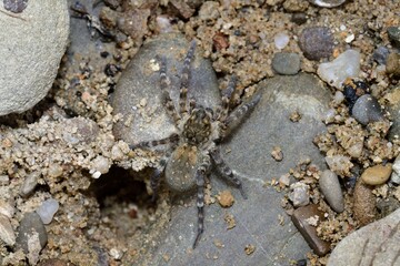 Wolf Spider lycosa hunting between stones near the river 