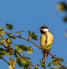 Portrait d'une mésange charbonnière