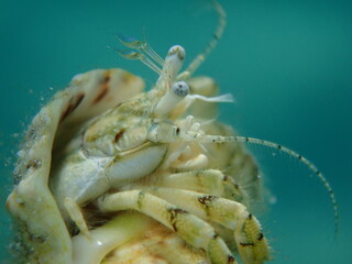 Roux's hermit crab or small hermit crab, south-claw hermit crab (Diogenes pugilator) extreme close-up undersea, Aegean Sea, Greece, Halkidiki