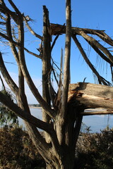 Fouesnant, Bretagne, France; December 2nd 2023: Broken fallen old tree due to a strong tempest.