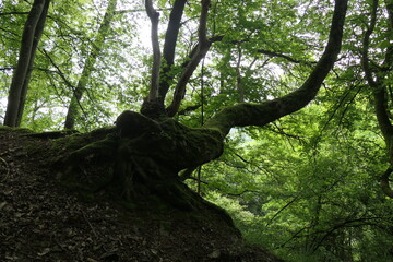 Baum im Westerwald