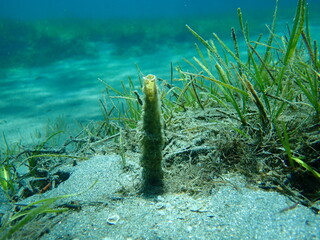 Closed feather duster worm (Sabella sp.) and Neptune grass or Mediterranean tapeweed (Posidonia...