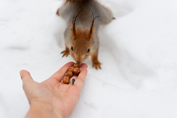 The squirrel eats a walnut from his hands. Winter bait for wild animals in the forest. The concept...
