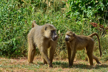 Baboon monkeys in the savannah in Kenya National Park.