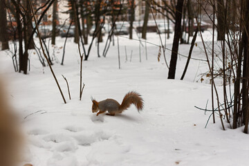 Squirrel hides nuts winter snow. A nimble brown squirrel in the park found nuts and hid it. Feeding urban animals. The concept of caring and kindness. Tame squirrels live in the park. Urban animals
