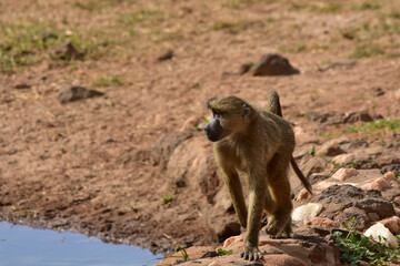 A young baboon goes to a watering hole in a national park in Kenya.