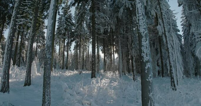 Aerial: Scenic Shot Of Tranquil Snowy Trees In Forest, Drone Flying Forward Over Frozen Landscape - Oberhof, Germany