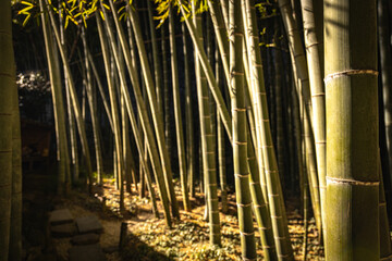 Fototapeta premium Bamboo forest