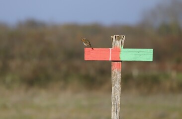 Rouge gorge posé sur un angle de tir côté interdit de tirer.