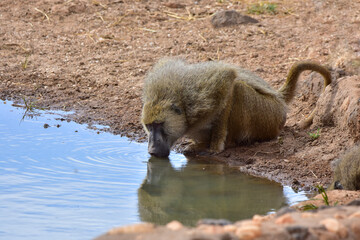 Monkey baboon at a watering hole in a national park in Kenya.