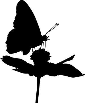silhouette of a butterfly with flower