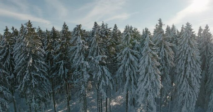 Aerial Upward Tranquil View Of Tall Snowy Trees In Forest Under Sky - Oberhof, Germany