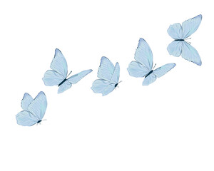 white butterflies on blue background butterfly