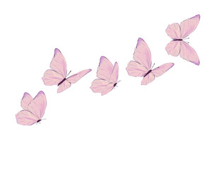 Fototapeta premium pink butterfly