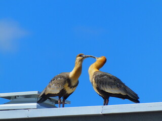 bandurria birds perching on building roof
