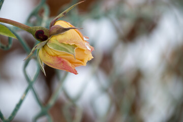 winter, frozen rose flower with frozen water droplets