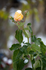 rose in the garden covered with snow, winter