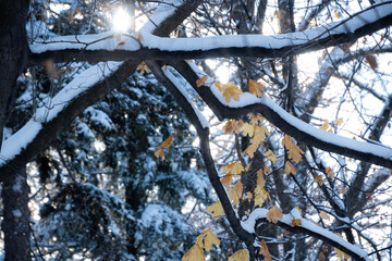 promienie słońca przebijające przez pokryte śniegiem gałęzie drzewa, złote liście - obrazy, fototapety, plakaty