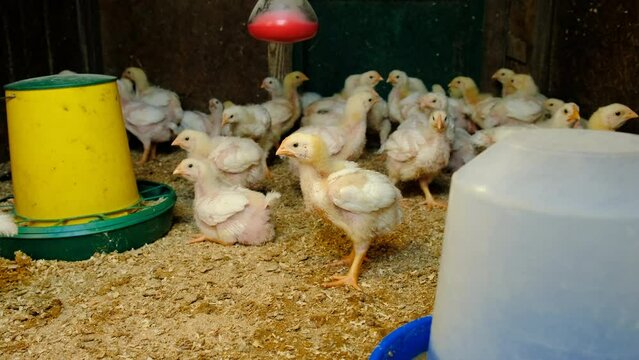 broiler chickens in the chicken coop. Selective focus.