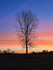 silhoutte of a tree in the sunrise