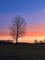 silhoutte of a tree in the sunrise
