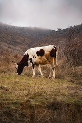 Spotted brown-white cow eats grass in a meadow in foggy weather in the mountains