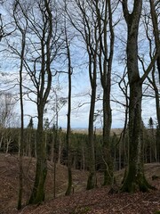 Obraz premium trees in the forest