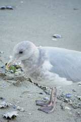 Seagull on a beach near the Lions Gate Bridge at Stanley Park in Vancouver, British Columbia, Canada
