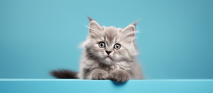 Studio photo of high quality Neva Masquerade kitten with blue eyes sitting on a turquoise background Copy space image Place for adding text or design