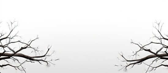 White background highlights tree branches Copy space image Place for adding text or design