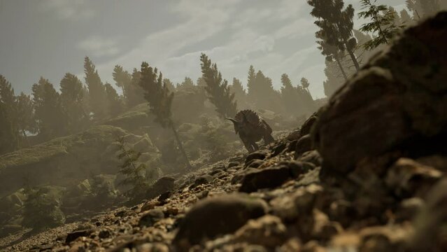 3D Cinematic Animation Of A Triceratops Dinosaur, Walking