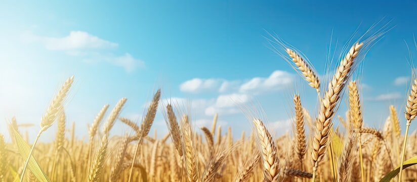 Yellow wheat ripe under blue sky before harvest Copy space image Place for adding text or design