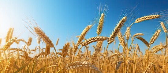 Yellow wheat ripe under blue sky before harvest Copy space image Place for adding text or design - obrazy, fototapety, plakaty