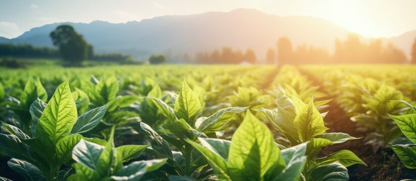 Tobacco plant in field with beautiful landscape green leaves evening sunlight empty space Copy space image Place for adding text or design