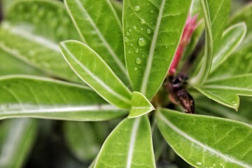 Adenium obesum or Cambodian flower soaked in rainwater