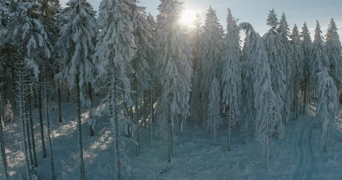 Aerial: Drone Downward Shot Of Frozen Tall Trees In Tranquil Forest During Winter Season - Oberhof, Germany
