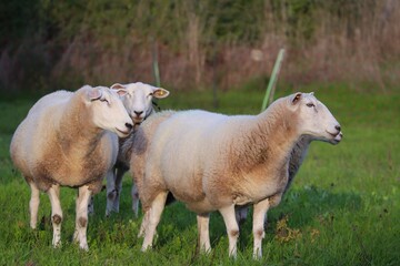 Schafe in einer Gruppe auf der Weide