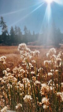 grass, sky, landscape, nature, tree, field, autumn, meadow, forest, spring, summer, plant, green, trees, cloud, blue, clouds, yellow, birch, rural, mountain, fall, season, environment, beautiful, ccx,