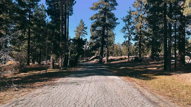 path in the woods,tree, nature, park, sky, trees, landscape, road, forest, garden, path, summer, grass, palm, travel, walk, way, day, outdoor, architecture, plant