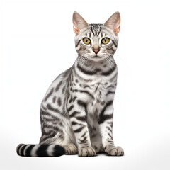 Egyptian Mau Cat