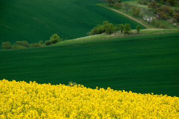 moravian green and yellow