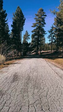 path in the forest,road, sky, nature, forest, tree, landscape, trees, path, green, summer, grass, park, way, rural, lane, asphalt, countryside, travel, clouds, field, country, pine, route, outdoors, h