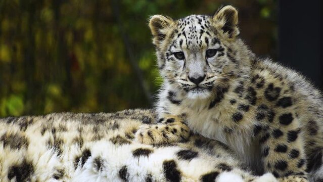  A baby snow leopards resting on a rock