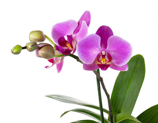 Fototapeta na wymiar Orchid Plant isolated on white background, cutout 