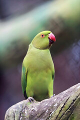 Portrait shot of a Rose Ringed Parakeet from tree at Chittagong in Bangladesh.