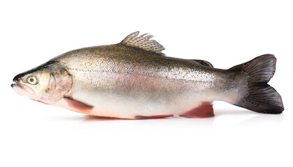 Obraz premium Trout isolated on white background, cutout 