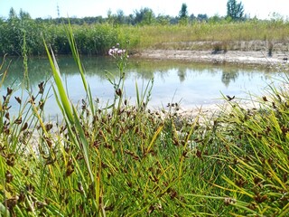 lake with algae