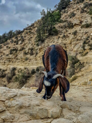 Baby Goat on a mountain