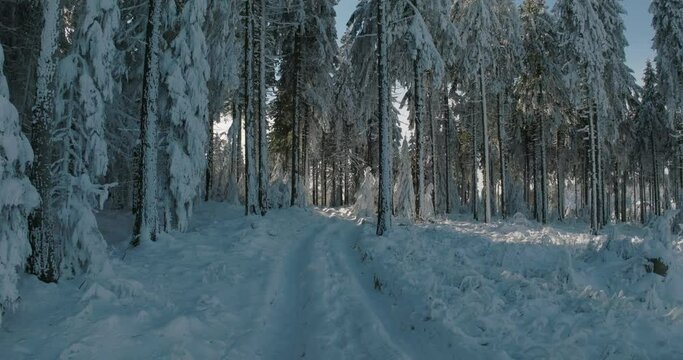 Aerial: Frozen Tall Trees In Tranquil Forest, Drone Flying Forward Over Snowy Tire Tracks - Oberhof, Germany